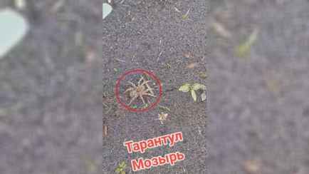 «Я бы визжала от страха» — В Мозыре заметили паука, похожего на тарантула. Что за вид?