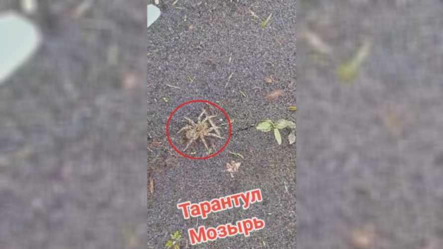"Я бы визжала от страха" - В Мозыре заметили паука, похожего на тарантула. Что за вид?