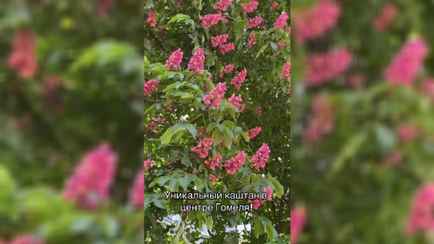 «В Париже только такие видела» — В Гомеле зацвёл «сакуроподобный» розовый каштан