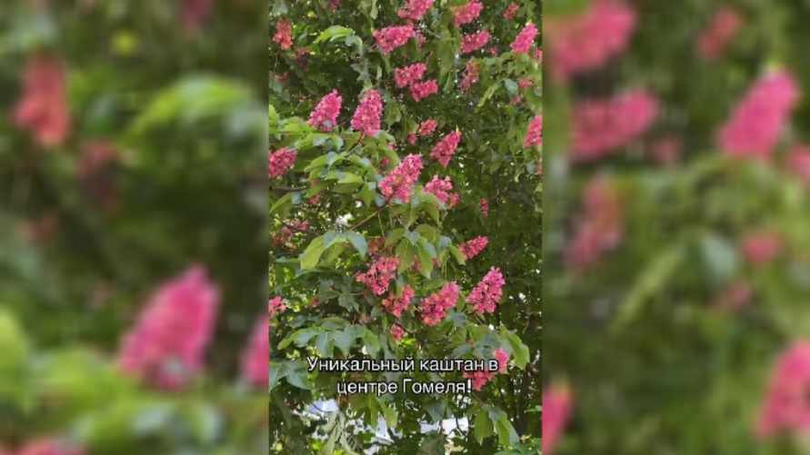 "В Париже только такие видела" - В Гомеле зацвёл "сакуроподобный" розовый каштан