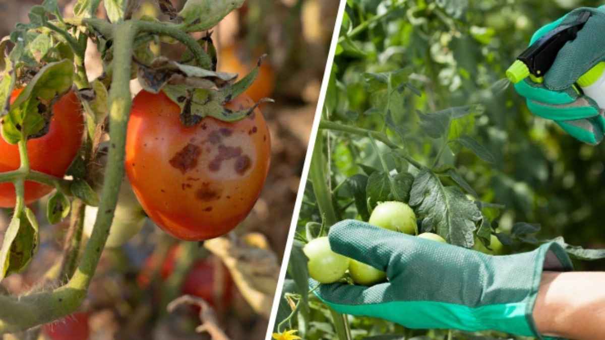 Как избавиться от чёрных пятен на помидорах? Этот домашний спрей спасёт урожай от гнили
