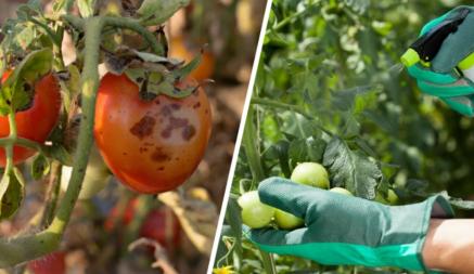 Как избавиться от чёрных пятен на помидорах? Этот домашний спрей спасёт урожай от гнили