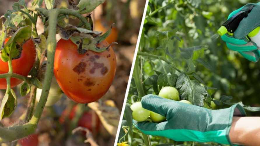Как избавиться от чёрных пятен на помидорах? Этот домашний спрей спасёт урожай от гнили