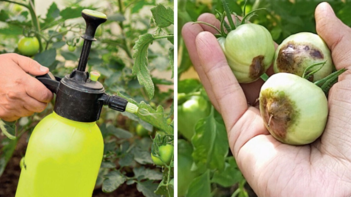 Как избавиться от чёрных пятен на помидорах? Этот домашний спрей спасёт урожай от гнили