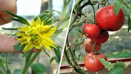 Почему у помидоров деформируются цветки и нужно ли их срывать? Вот как они влияют на урожай