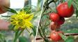 Почему у помидоров деформируются цветки и нужно ли их срывать? Вот как они влияют на урожай