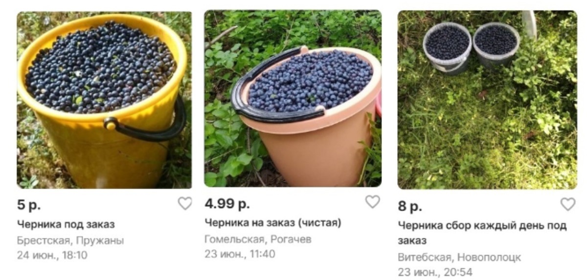 "Работаем дальше" — Белорусы массово устремились в леса за черникой. По чём сдают и продают?