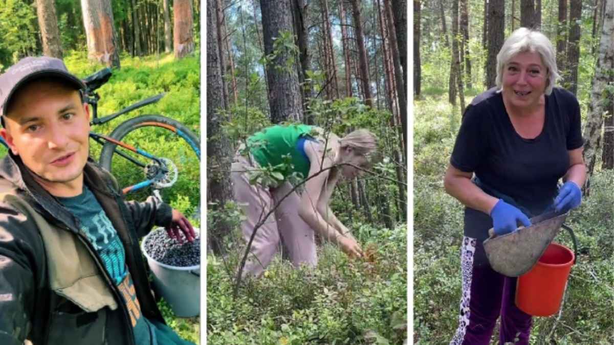 "Работаем дальше" - Белорусы массово устремились в леса за черникой. По чём сдают и продают?