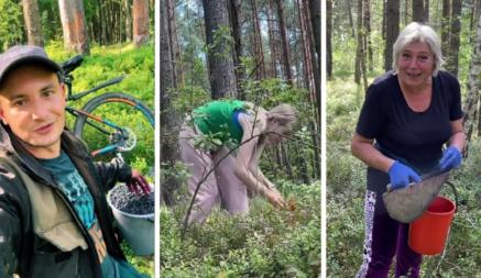 «Работаем дальше» — Белорусы массово устремились в леса за черникой. По чём сдают и продают?