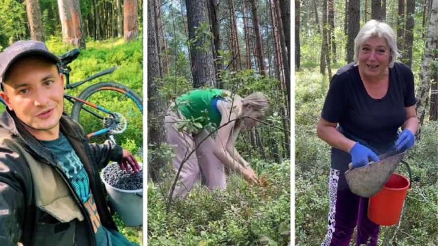 "Работаем дальше" - Белорусы массово устремились в леса за черникой. По чём сдают и продают?