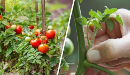 Как ухаживать за помидорами в июне? Вот что нужно учесть для обильного урожая