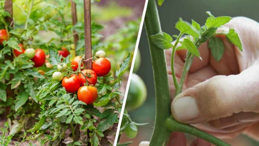 Как ухаживать за помидорами в июне? Вот что нужно учесть для обильного урожая