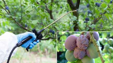Как спасти сливы от червей и гнили? Спрей из этого растения заставит вредителей бежать