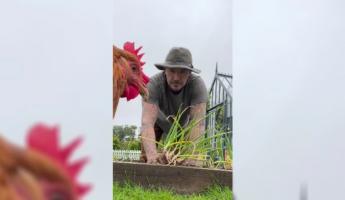 «Наш белорус с Новосёлак» — Дэвид Бэкхем показал в TikTok, как работает на грядках и выращивает кур