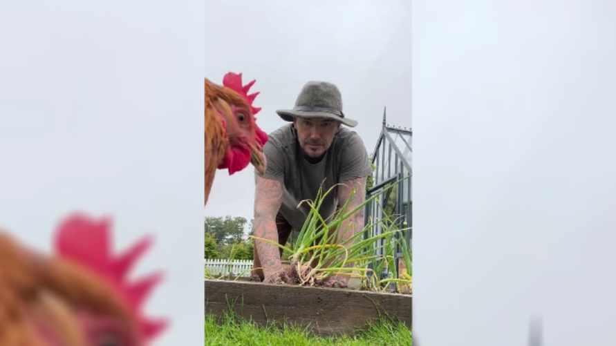 "Наш белорус с Новосёлак" - Дэвид Бэкхем показал в TikTok, как работает на грядках и выращивает кур