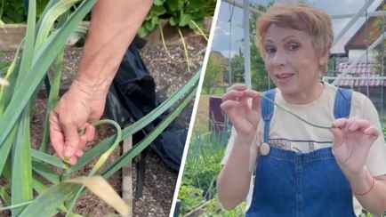 Зачем срывать стрелки у чеснока? Эксперт рассказала, как определить пору для сбора урожая