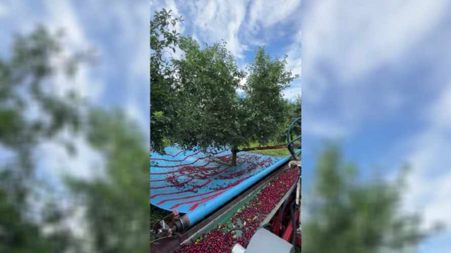 "Мне срочно нужен такой аппарат" - В TikTok показали, как собирают урожай черешни в Венгрии