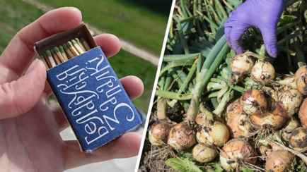 Зачем использовать спички в огороде? Вот как они помогут вырасти луку сочным и большим