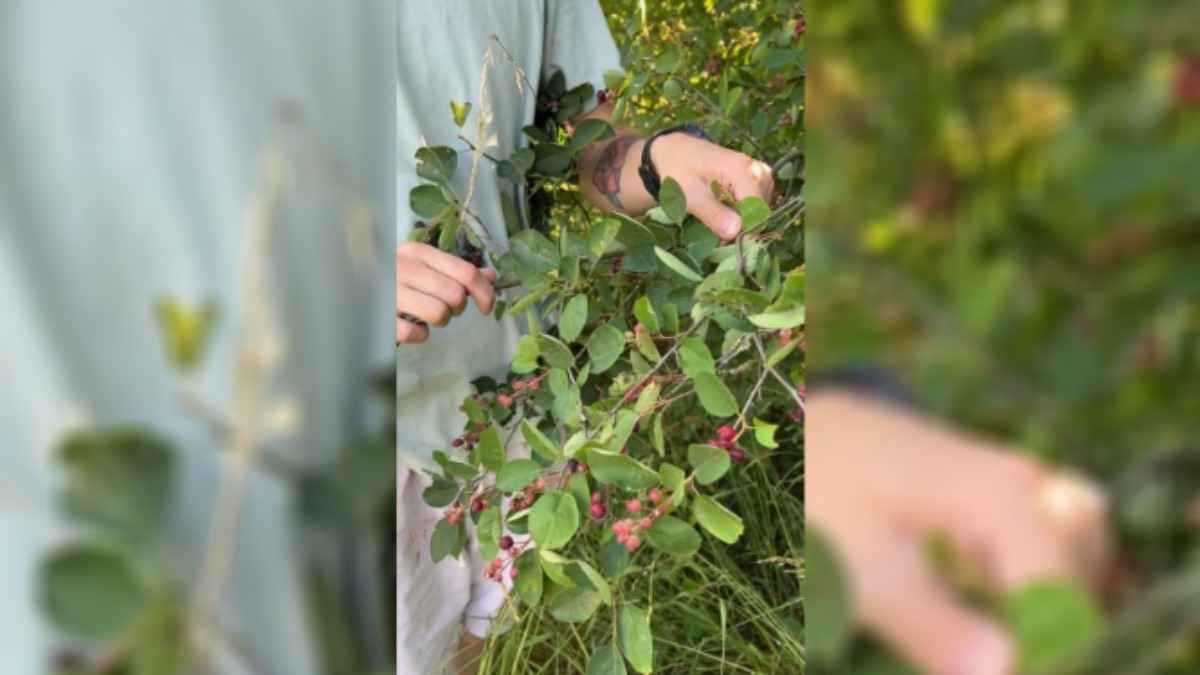 В TikTok показали ягоду, для которой у белорусов есть более 50 названий. А как ее называете вы?