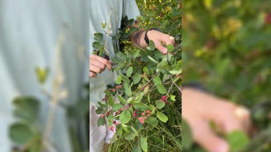 В TikTok показали ягоду, для которой у белорусов есть более 50 названий. А как ее называете вы?