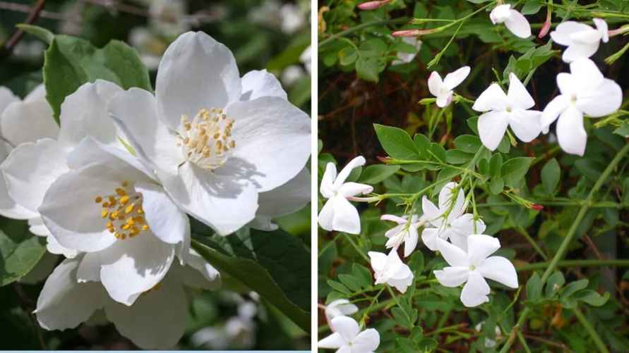 Слева — чубушник венечный, справа — настоящий жасмин