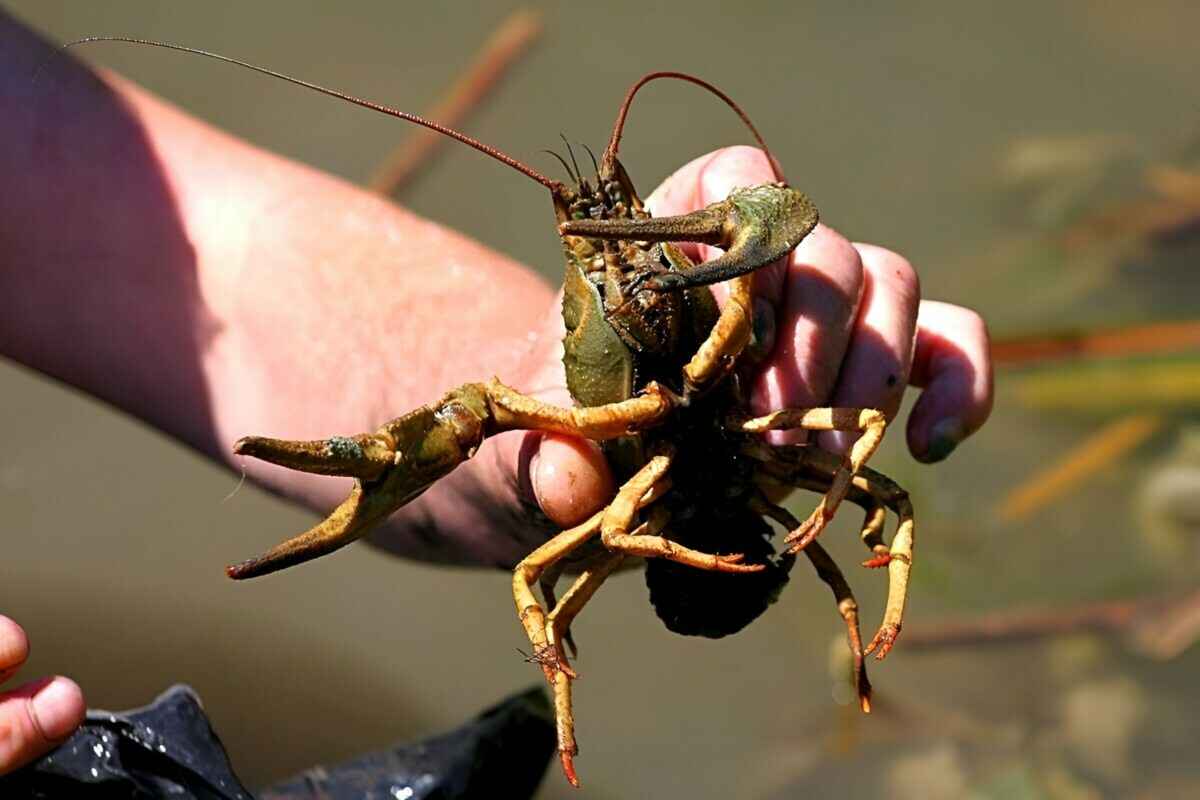 Штраф за одного — 60 рублей. Сколько килограммов раков разрешено ловить в Беларуси без последствий?