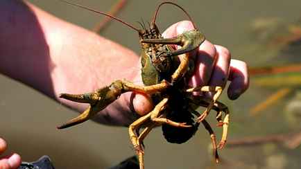 Штраф за одного — 60 рублей. Сколько килограммов раков разрешено ловить в Беларуси без последствий?