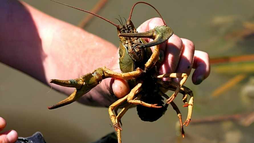 Штраф за одного — 60 рублей. Сколько килограммов раков разрешено ловить в Беларуси без последствий?