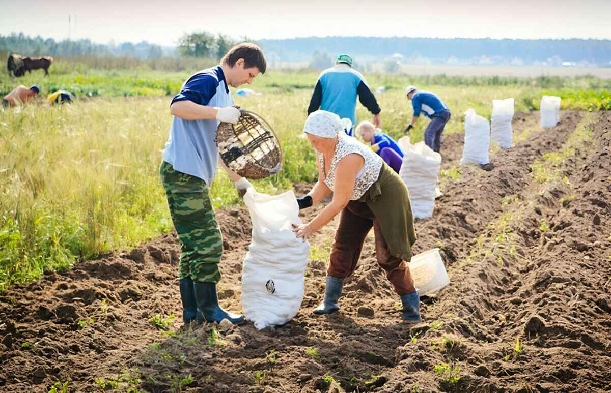 Лукашенко призвал членов ФПБ оказать "помощь и поддержку" во время уборочной