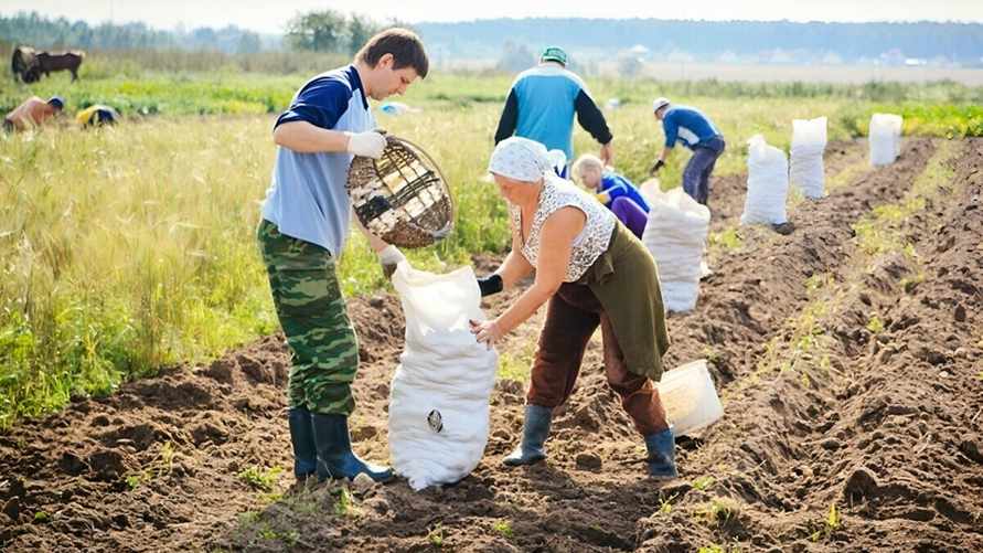 Лукашенко призвал членов ФПБ оказать "помощь и поддержку" во время уборочной