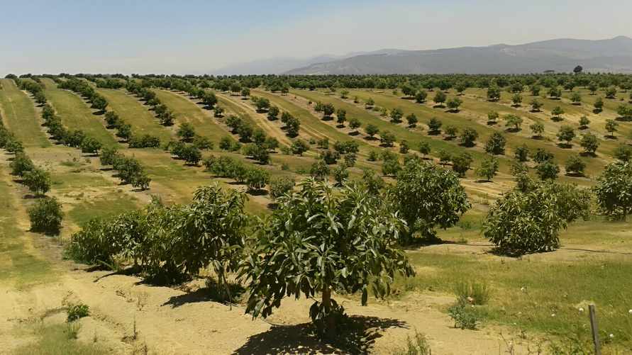 Европейцы стали массово отказываться от этого популярного в Беларуси фрукта. Что произошло?