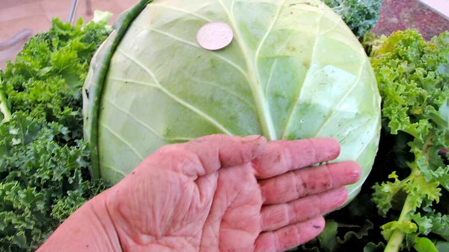 Поливайте капусту этим домашним удобрением раз в две недели. Вырастет размером с баскетбольный мяч