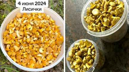 «Схожу с ума и завидую» — В Беларуси начали вёдрами собирать лисички. А почём продают?