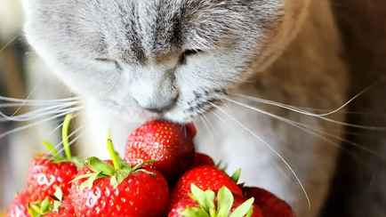 А вы знали, что клубники не существует? Вот какую ягоду мы едим на самом деле