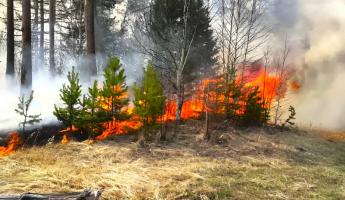 В Беларуси горят леса. Минлесхоз ограничил посещение в более чем 70 регионах страны