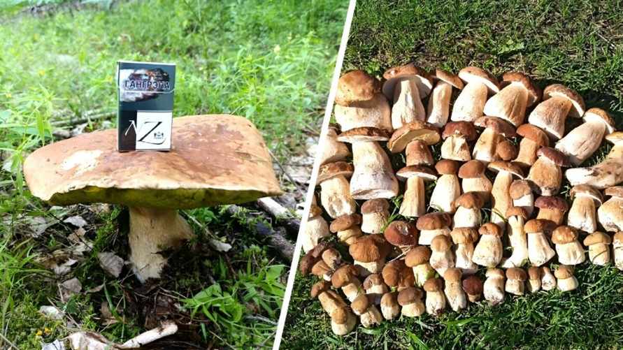 "Моя мечта сбылась" — Белорусы поделились кадрами полных корзинок боровиков. Где пошли?