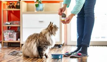 Чем кормить кошку правильно? Вот каких продуктов не должно быть в её рационе