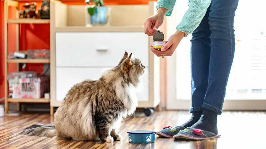 Чем кормить кошку правильно? Вот каких продуктов не должно быть в её рационе