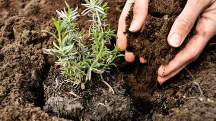 Как отпугнуть клещей со своего участка? Посадите эти 3 растения