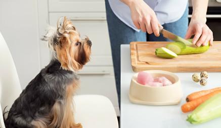 Как приготовить полезное лакомство для собаки? С этими 4 рецептами вы перестанете покупать их в магазине