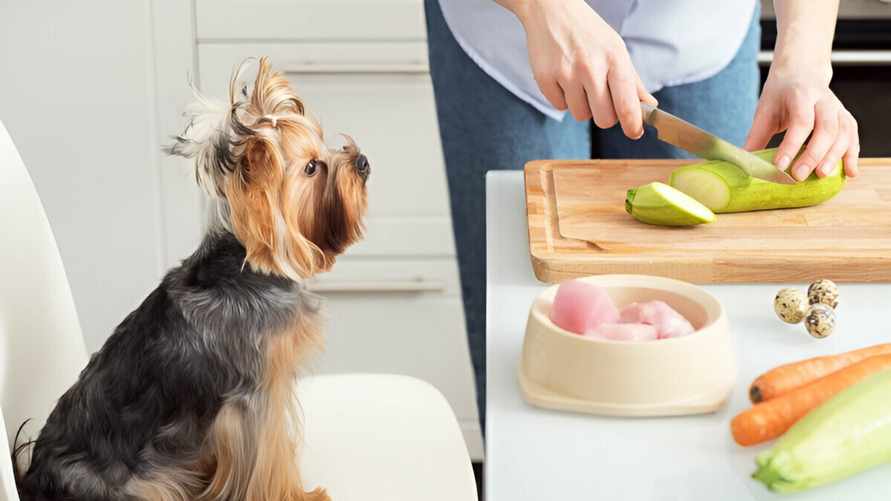 Как приготовить полезное лакомство для собаки? С этими 4 рецептами вы перестанете покупать их в магазине