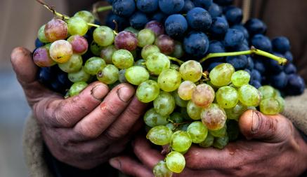 Как вырастить виноград крупнее и слаще? Эта домашняя подкормка сделает грозди достойными прилавков магазина