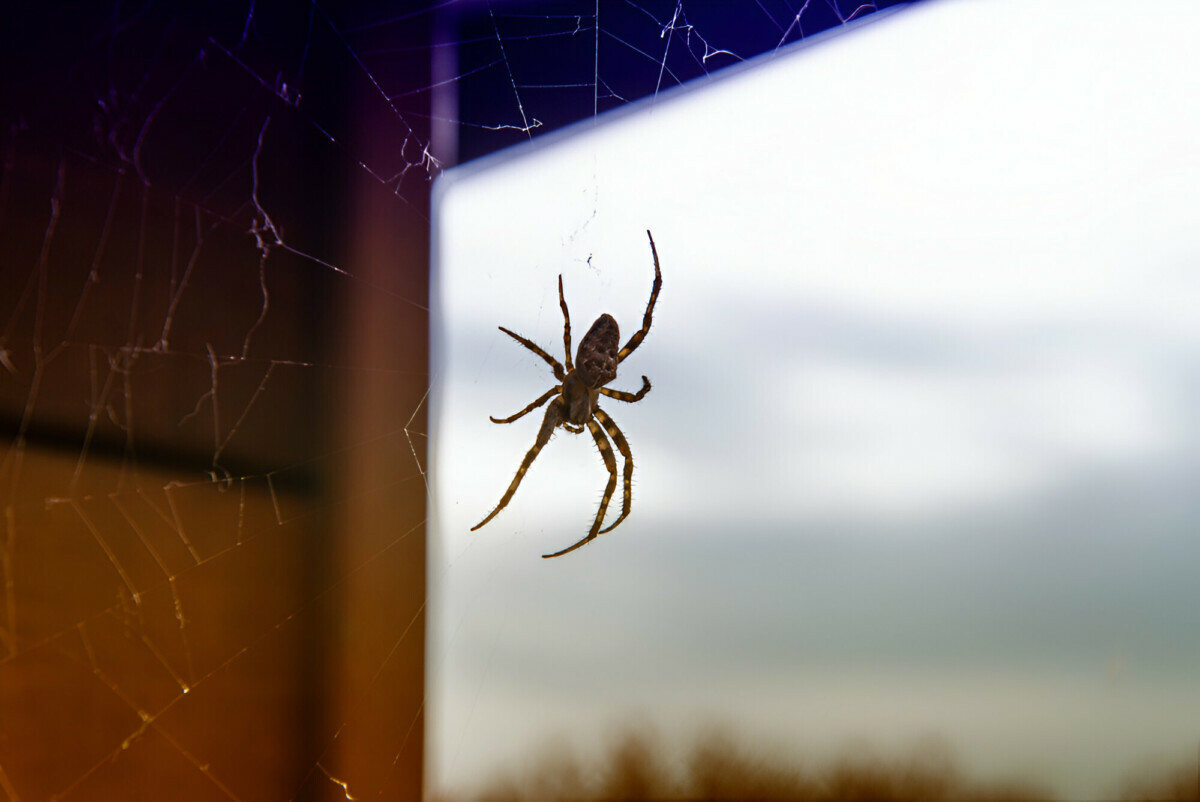 Как избавиться от пауков в доме без дихлофоса? Этот натуральный спрей справится лучше спецсредств