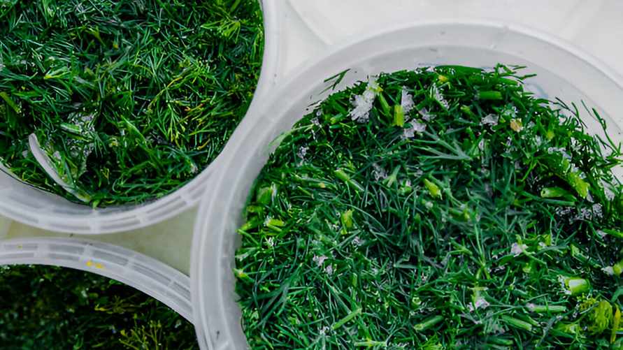 Как заготовить укроп на зиму правильно? Этот способ сохранит свежесть после разморозки