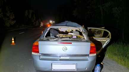 На Гомельщине лось врезался в автомобиль — женщина с 6-летним ребёнком в реанимации