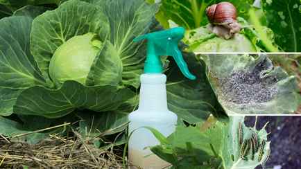 Как защитить капусту от улиток и гусениц? Эти натуральные средства спасут даже брокколи и кольраби