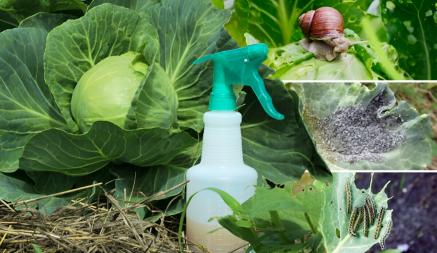 Как защитить капусту от улиток и гусениц? Эти натуральные средства спасут даже брокколи и кольраби