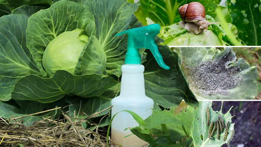 Как защитить капусту от улиток и гусениц? Эти натуральные средства спасут даже брокколи и кольраби