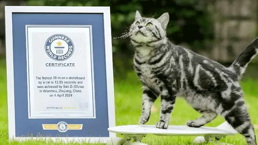 "Посмотрел на своего кота и вздохнул" — В Китае кошка-скейтбордист вошла в Книгу рекордов Гиннеса