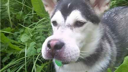 Что делать, если собаку ужалила оса или пчела? Это должен знать каждый хозяин